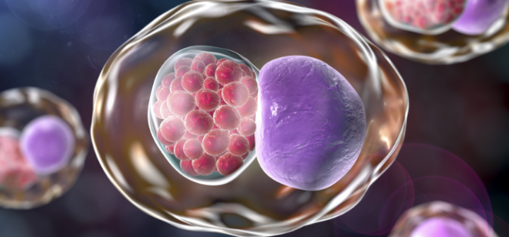 GeneProof Chlamydia trachomatis PCR Kit