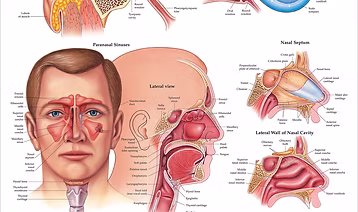 EAR/NOSE/THROAT PANEL MAXI KIT