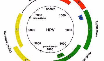 HPV DETECTION KIT