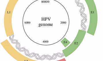 HPV FULL GENOTYPING KIT